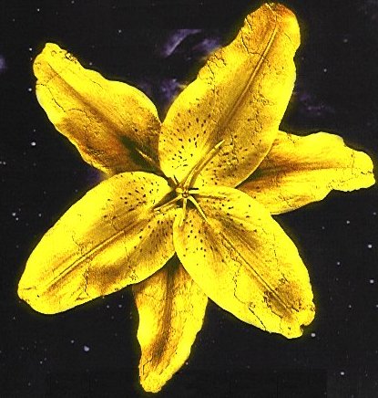 Flower of Remembrance